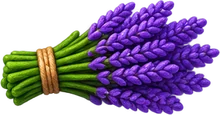 Lavendel
