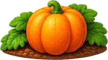 Kürbis